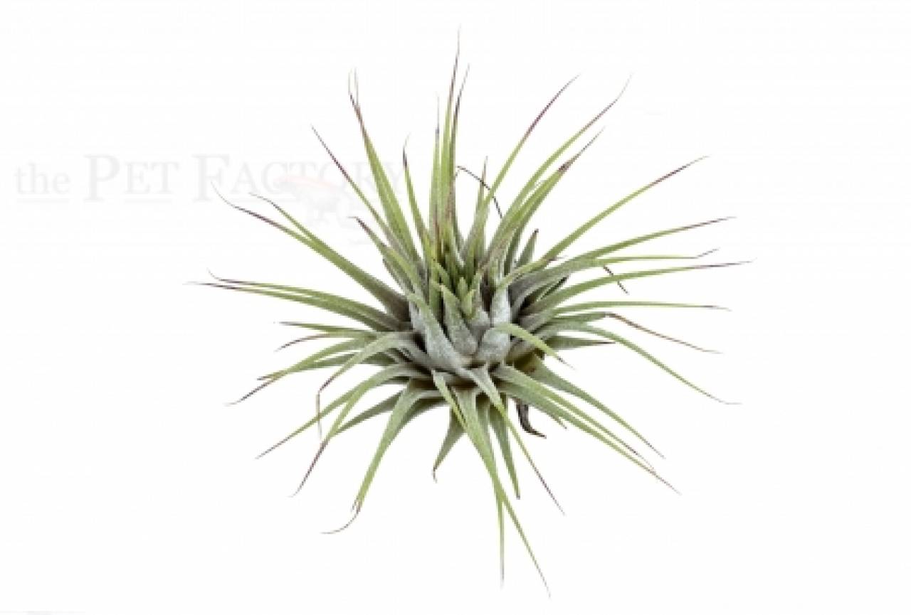 Tillandsia ionantha ionantha